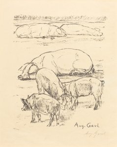 Pigs
