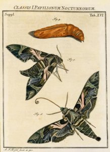 Butterfly Daphnis neri by August Johann Rösel von Rosenhof