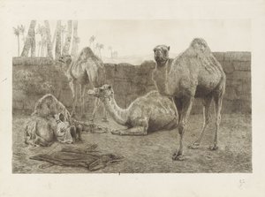 Camels by August Le Gras