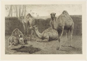 Camels