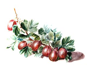 Gooseberries by Augusta Innes Withers