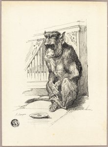 Begging Monkey