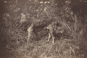Study of a Dog