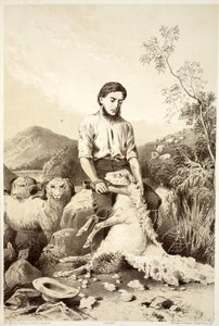 Sheep shearing, from The History of Australasia by David Blair, 1879 by Australian School