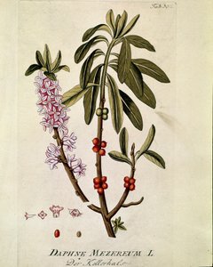 Botanical: 