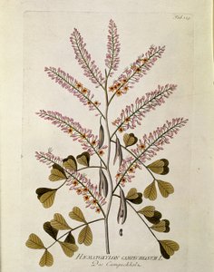 Botanical: 