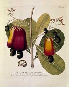 Botanical: Cashew nuts (Western Anacardium) Plate drawn from Medicinalium secundum Linnaei digestarum by Joseph Jacobi Plenck 1788-1803 Private collection by Austrian School