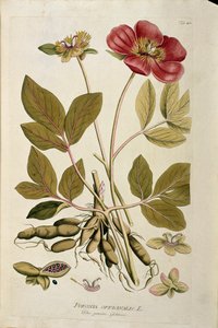 Botanical: Peony Officinale (Poeonia officinalis) by Austrian School