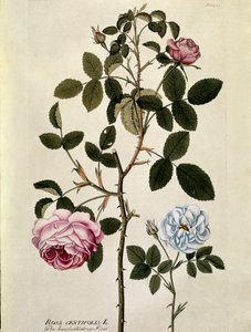 Botanical: Rose with a Hundred Leaves (Rosa centifolia)
