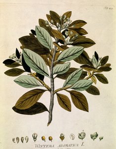 Botanical: Winter