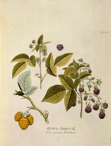 Botanical: Raspberry