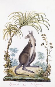 Kangaroo by Austrian School