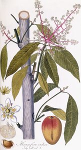 Mangifera indica by Austrian School