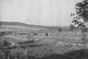 New Coffee Plantation by Axel Frick