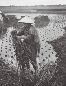 Japan: Rice Harvest near Niigata
