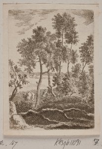 Forest Scene