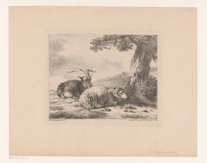 Goat and Sheep