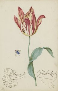 Study of a Tulip and a Fly