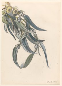 Blooming Branch of a Eucalyptus by Barbara Elisabeth van Houten
