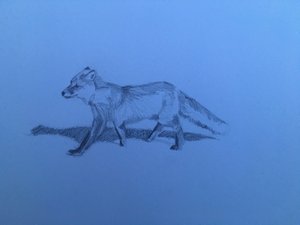 Fox by Barbara Hoogeweegen