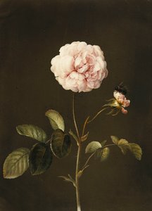 A Gallica Rose with a Bumblebee by Barbara Regina Dietzsch