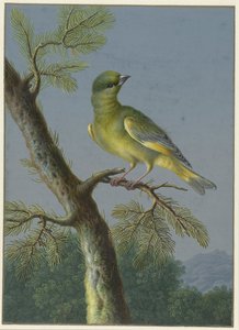 Greenfinch (Four Gouaches of Birds, Series Title)
