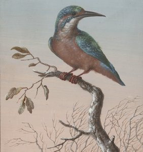 Kingfisher (series title: Four gouaches of birds) by Barbara Regina Dietzsch