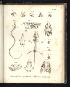 Sceleta Strenis Lacertinae et Protei Mexicani, Plate XIV, Osteology of the Sirenomelia and Axolotl by Baron Friedrich Alexander von Humboldt