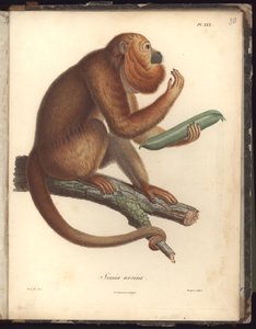 Simia ursina, Pl.XXX, illustration from Recueil d