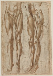 Two Studies of a Flayed Man by Bartolommeo da Arezzo