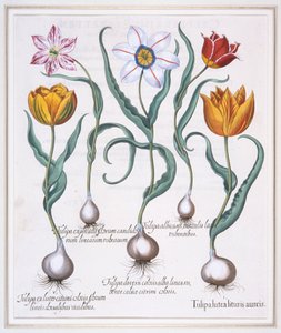 Tulipa Lutea Lituris Aureis, Broken Yellow Sylvestris-type Tulip