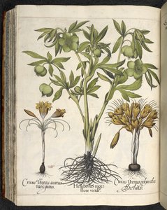 Helleborus niger, Illustration from 