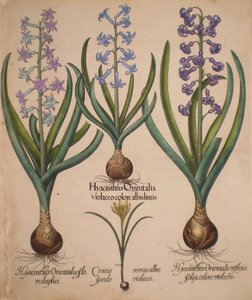 Hyacinthus orientalis floreduplici, Hyacinthus orientalis violaceo albislienis, Crocus vernus albus fundo violaceo, Hyacinthus orientalis reflexis folys colore violaceo by Basilius Besler