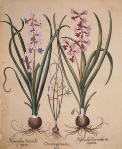 Hyacinthus orientalis mixtus, Ornithogalum minus, Hyacinthus orientalis variegatus by Basilius Besler