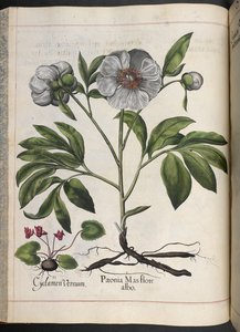 Plate 106: Cyclamen Vernum, Paonia Mas Flore Albo, from Hortus Eystettensis, by Basilius Besler