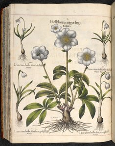 Plate 29: Helleborus Niger, from Hortus Eystettensis, by Basilius Besler by Basilius Besler