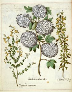 Sambucus, Trillium and Cytisus, from Hortus Eystettensis