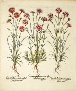 Varieties of Caryophyllus Sylvestris (published in Hortus Eystettensis) by Basilius Besler