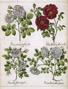 White and Red Rose, from 