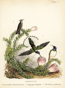 Hummingbird species