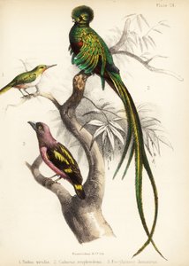 Jamaican Tody, Resplendent Quetzal and Banded Broadbill 1855