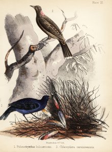 Satin and fawn-breasted bowerbirds