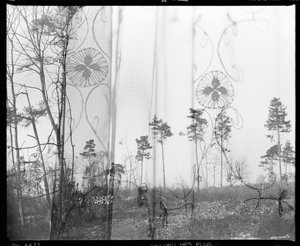 Trees Through Lace by Beata Brząkalik-Gburek