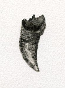 Feline Tooth by Bella Larsson