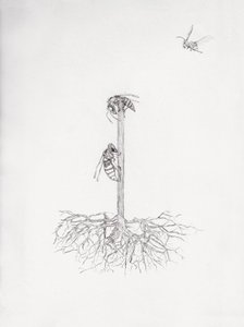 Wasp Tree