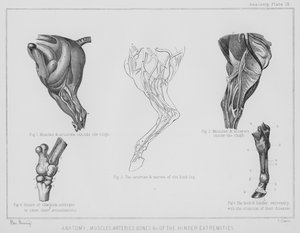 Anatomy, Muscles Arteries, Bones etc of the Hinder Extremities