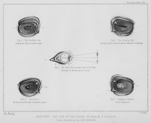 Anatomy, the Eye of the Horse, in Health and Disease