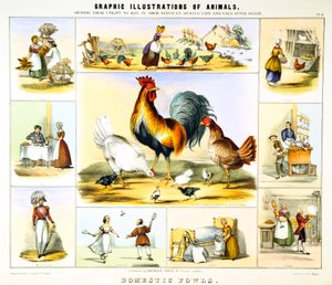 Domestic Fowl
