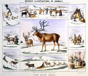 The Reindeer