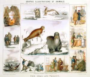 The Seal and the Walrus